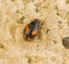 Nephus quadrimaculatus