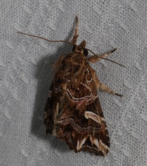 Callopistria exotica