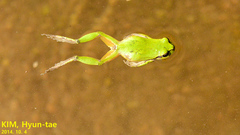 Hyla japonica