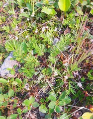 Bryanthus gmelinii