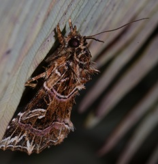 Callopistria exotica