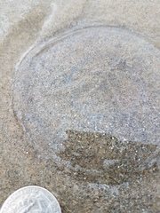 Aequorea victoria