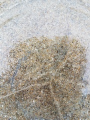 Aequorea victoria
