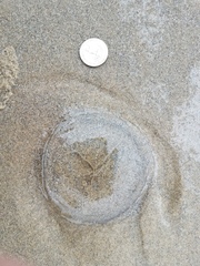 Aequorea victoria
