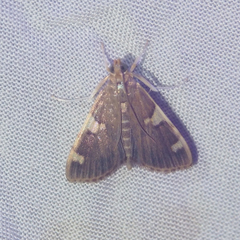 Rehimena phrynealis