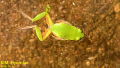 Hyla japonica