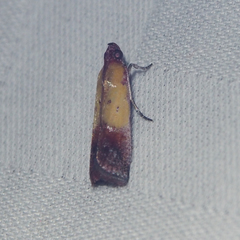 Piesmopoda semilutea