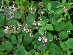 Rubus incurvatiformis