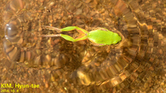 Hyla japonica