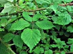 Rubus incurvatiformis