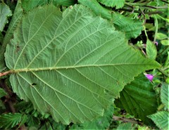 Rubus incurvatiformis