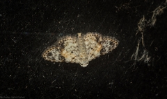 Araeopteron epiphracta