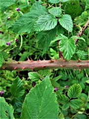 Rubus incurvatiformis
