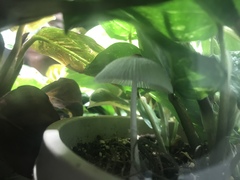 Leucocoprinus ianthinus