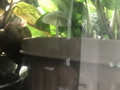 Leucocoprinus ianthinus