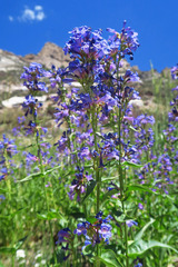 Penstemon watsonii
