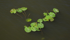 Nuphar lutea