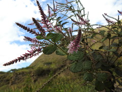 Aloysia macrostachya