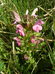 Pedicularis sylvatica