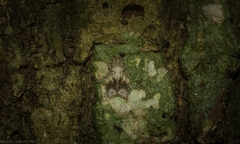 Polylopha epidesma