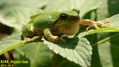 Hyla japonica