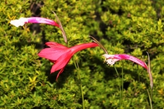 Gladiolus priorii