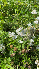 Achillea millefolium