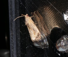 Cryptophlebia repletana