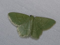 Idiochlora minuscula