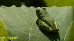 Hyla japonica