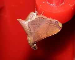 Endotricha olivacealis