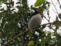 Dryoscopus cubla cubla