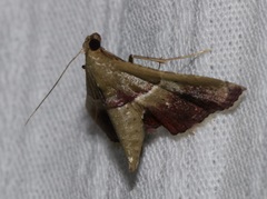 Endotricha repandalis