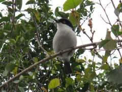 Dryoscopus cubla cubla