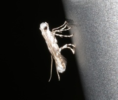 Epicephala lanceolaria