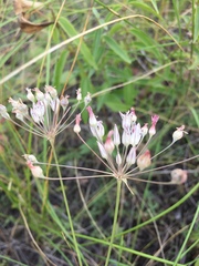 Allium inaequale