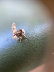 Ricania speculum
