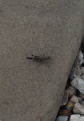 Aiolopus thalassinus