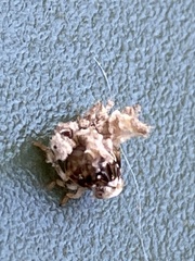 Ricania speculum