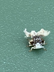 Ricania speculum