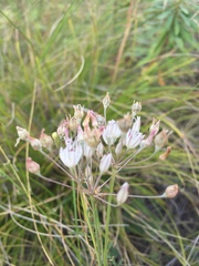 Allium inaequale