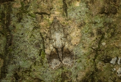 Polylopha epidesma