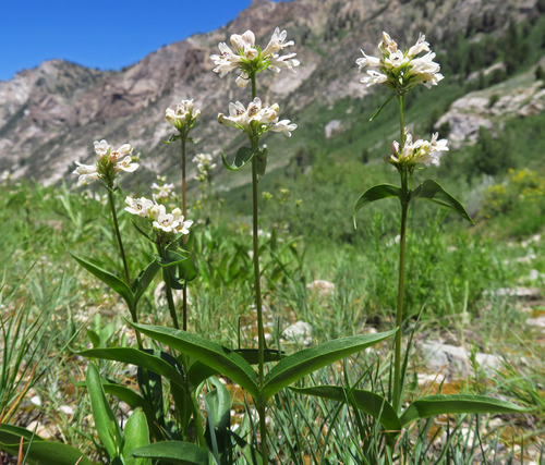 western whiteflower beardtongue (Penstemon pratensis)