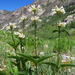 Western Whiteflower Beardtongue - Photo (c) Adam Schneider, some rights reserved (CC BY-NC), uploaded by Adam Schneider