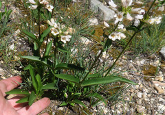 Penstemon pratensis