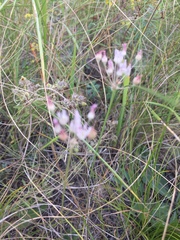 Allium inaequale