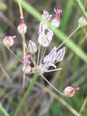 Allium inaequale