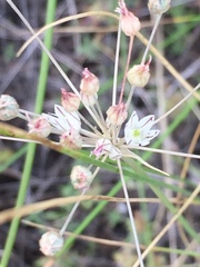 Allium inaequale