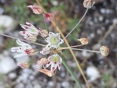 Allium inaequale