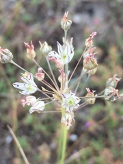Allium inaequale